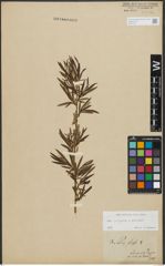 Foto von Salix purpurea L. x Salix viminalis L.